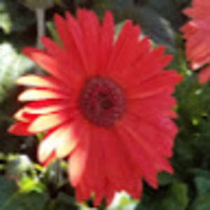 Meet your Posher, Candy